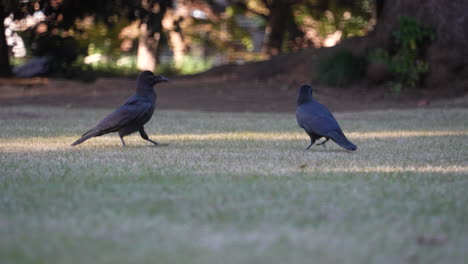 Jungle-Crow-Foraging-Food-On-Grassy-Park-In-Tokyo,-Japan
