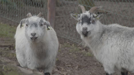 Two-goats-looking-at-camera-in-petting-zoo