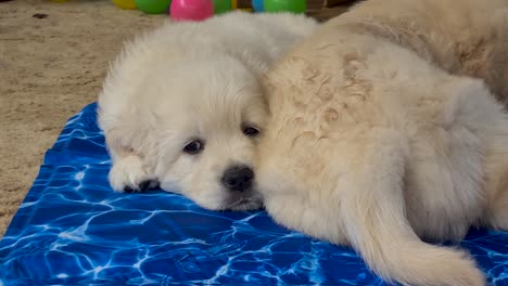 Adorable-Golden-Retriever-Puppies-Laying-On-Blue-Towel-Being-Cooled-By-Fan