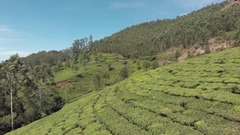 Fly-over-green-tea-plantation-on-hills,-Munnar,-India
