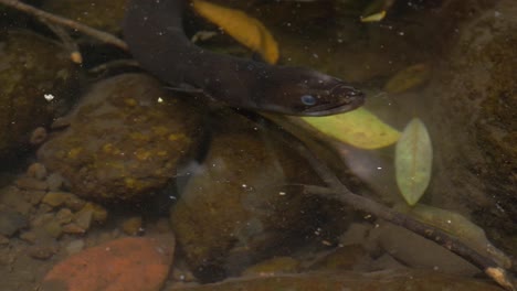 Black-Longfin-Eel-Under-Clear-Water-In-O'Reilly's-Rainforest-Retreat---Gold-Coast,-Queensland---close-up,-high-angle