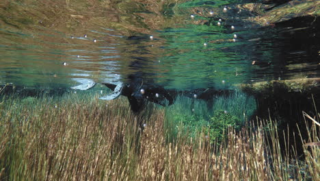 Snorkler-snorkeling-on-water-surface,-exploring-seaweed-on-the-bottom