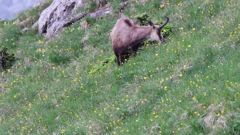 Chamois-standing-on-a-mountain-and-eating-grass