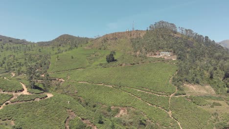 Tea-plantation-estate,-Munnar,-Kerala,-India