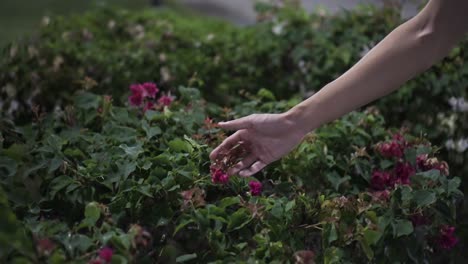Hand-holding-and-feeling-pink-flowers-at-park-during-the-night-while-it-is-dark