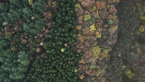 Aerial-overhead-push-in-shot-of-colorful-forest-in-Czech-Republic
