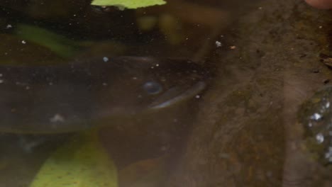Black-Longfin-Eel-Underwater-With-Rocks-And-Floating-Leaves-In-O'Reilly's-Rainforest-Retreat---Gold-Coast,-QLD---close-up,-high-angle