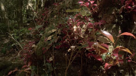 Pflanzen-Mit-Bunten-Blättern,-Die-Am-Fuß-Eines-Baumstamms-Wachsen---O&#39;reillys-Regenwaldrückzugsort-In-Qld,-Australien---Aus-Der-Nähe