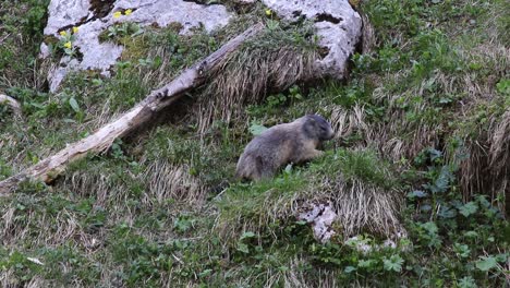 marmot-is-walking-up-a-hill-will-eating-grass