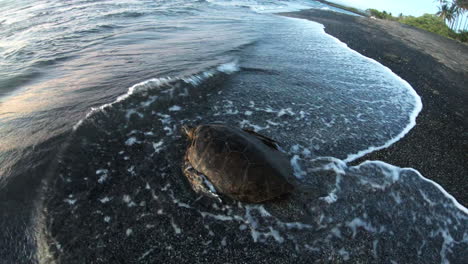 Meeresschildkröte,-Die-Am-Schwarzen-Sandstrand-Der-Hawaiianischen-Küste-Ins-Meer-Eindringt