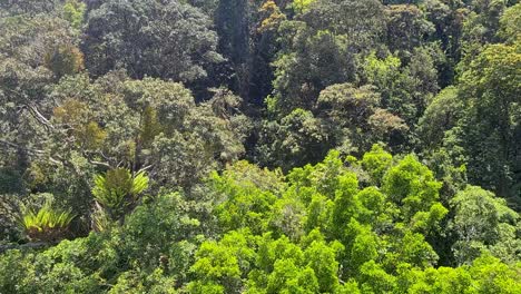 Travelling-Over-Lush-Barron-Gorge-Rainforest-On-Skyrail-Cableway-In-Queensland