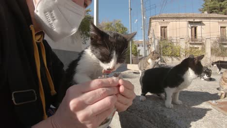 Auf-Den-Sonnigen-Straßen-Spaniens-Ein-Hungerndes-Kätzchen-Von-Hand-Füttern