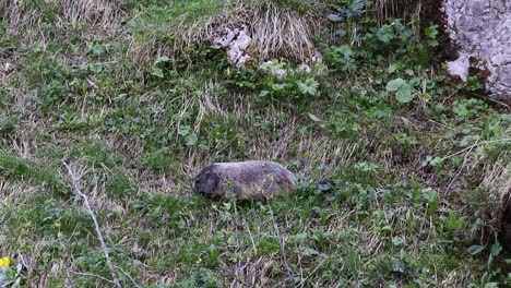 marmot-walking-and-eating-grass