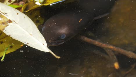 Black-Longfin-Eel-Swimming-In-Freshwater-With-Fallen-Leaves-At-O'Reilly's-Rainforest-Retreat---Gold-Coast-Hinterland,-Australia---close-up,-high-angle