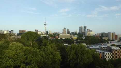 Drone-Passes-Evergreen-Tree-Blocking-Auckland-Sky-Tower-on-Beautiful-Clear-Day