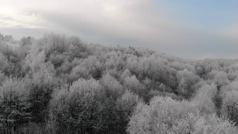 Fantastic-aerial-winter-landscape-view,-tree-tops-in-frost,-frozen-forest