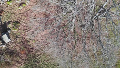 Dying-Oak-Trees-with-Bare-Branches-in-Nordic-Forest---Aerial-Top-View