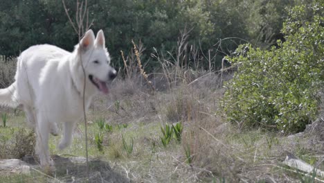 Slow-motion,-happy-dogs-running-together-outdoors