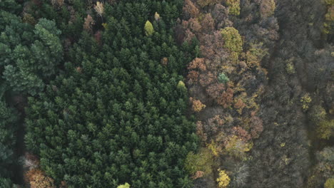 Aerial-push-out-shot-of-colorful-autumn-forest-in-Czech-Republic