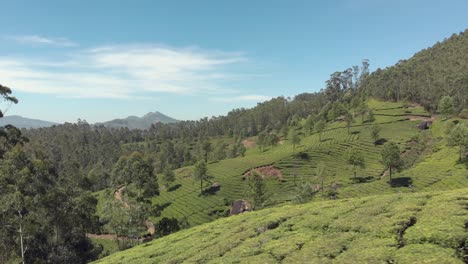 Munnar-Mountainous-hills-covered-by-Tea-plantation-gardens-on-a-sunny-day---Aerial-Low-angle-Panoramic-Orbit-shot