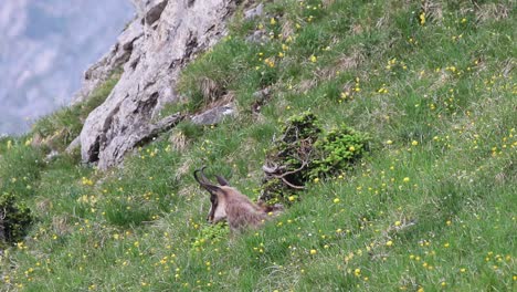 Chamois-sitting-in-the-grass-and-looking-down-to-the-valley-in-the-austrian-alps