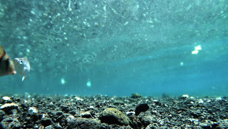 Verurteilen-Sie-Doktorfische,-Die-Gegen-Die-Strömung-Schwimmen,-Unter-Wasser-In-Hawaii