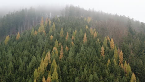 Wald-Am-Berghang-Im-Dichten-Nebel-Im-Herbst,-Tschechien,-Bunte-Bäume
