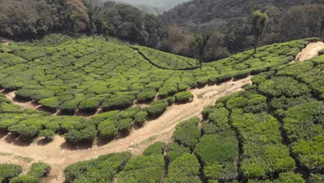View-of-Munnar-tea-gardens-plantation-covering-the-lush-green-hills,-in-India---Aerial-ascending-tilt-up-reveal-shot