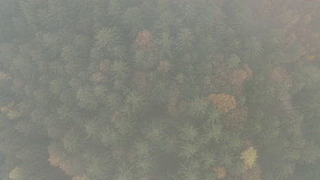 A-dense-colorful-mixed-coniferous-forest-in-Czechia-in-autumn-fog