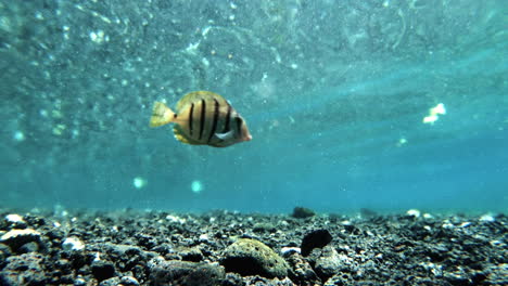 Underwater-shot-of-two-convict-tang-fishes-swimming-from-left-to-right