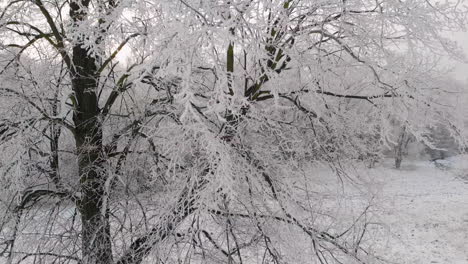 Frozen-linden-tree-branches,-frost-on-forest-trees-aerial-view,-nature-panorama
