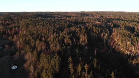 Kiefernwaldlandschaft-In-Abendsonnenuntergangfarben