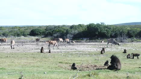A-herd-of-Eland-grazing-in-a-dry-river-bed-with-baboons-foraging-in-the-foreground