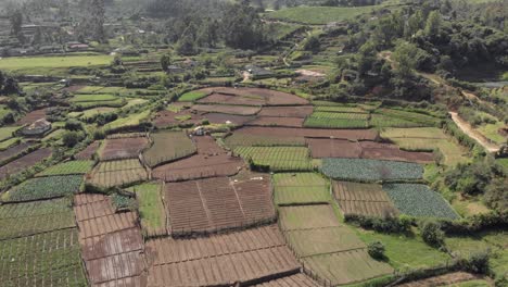 Farmland-fields-pattern-at-tea-plantation,-Munnar,-India