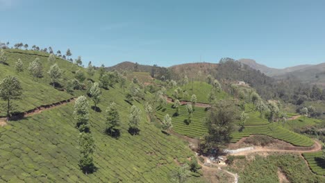 Trees-along-green-tea-plantation-on-hills,-Munnar,-Kerala,-India