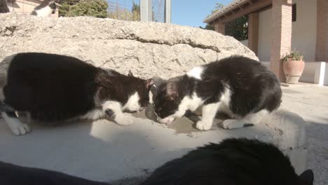 Verzweifelt-Hungrige-Streunende-Schwarze-Und-Weiße-Katzen,-Die-An-Einem-Sonnigen-Tag-Essen