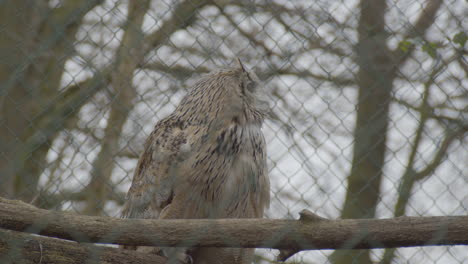 wide-Low-angle-view-of-Eurasian-eagle-owl-turning-head-while-in-cage