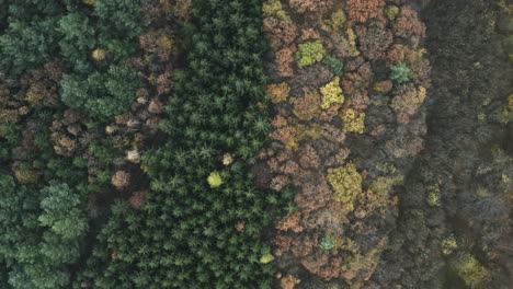 Rising-overhead-aerial-of-different-types-of-forest-in-Central-Europe