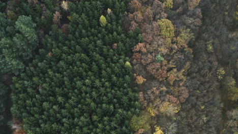 Forward-downward-tilting-aerial-shot-of-different-types-of-forest