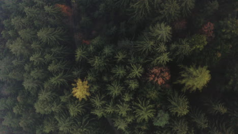 Aerial-top-down-view-passing-over-dense-woodland-forest,-Czech-Republic