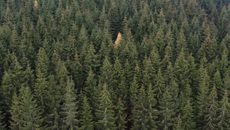 Dense-coniferous-spruce-and-fir-forest-in-autumn,Czech-countryside