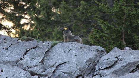 marmot-sitting-on-a-rock-at-sunset-looking-around