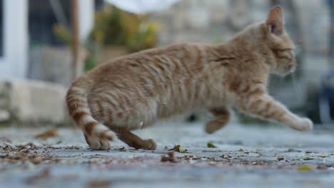 Porträt-Einer-Winzigen-Orangefarbenen-Streunenden-Katze-In-Den-Straßen