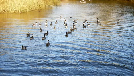 Migratory-geese-swimming-on-Autumn-British-loch-ripples
