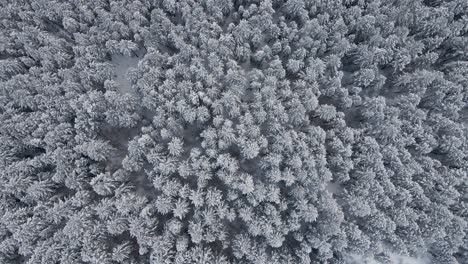 White-Snow-Covered-Frosted-Forest-Pine-Trees-in-Winter,-Aerial-Top-View