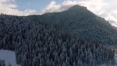 Bosque-De-Coníferas-Cubierto-De-Nieve-En-El-Cañón-Del-Tenedor-Americano,-Montañas-Wasatch,-Utah