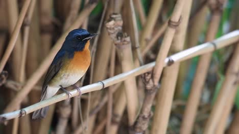 Chinese-Blue-Flycatcher-Perched-And-Resting-On-Bamboo-Branch-In-Thailand