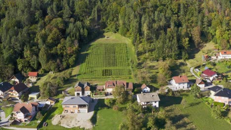 Green-vineyard-surrounded-by-forest,-Sittersdorf,-Austria