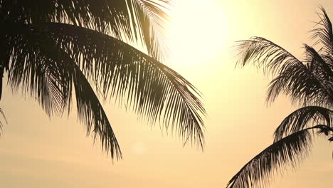 Palmensilhouetten-Mit-Abendsonne-Im-Hintergrund