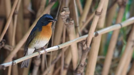 Chinese-Blue-Flycatcher-Perching-On-A-Small-Bamboo-In-Thailand-In-Winter---close-up,-full-shot